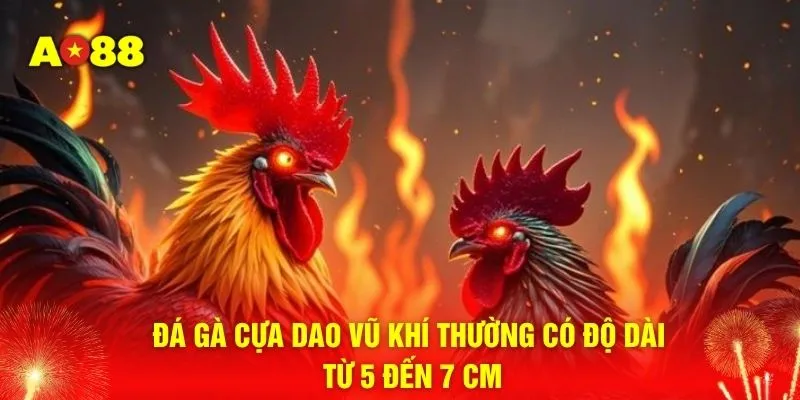 Đá gà cựa dao vũ khí thường có độ dài từ 5 đến 7 cm
