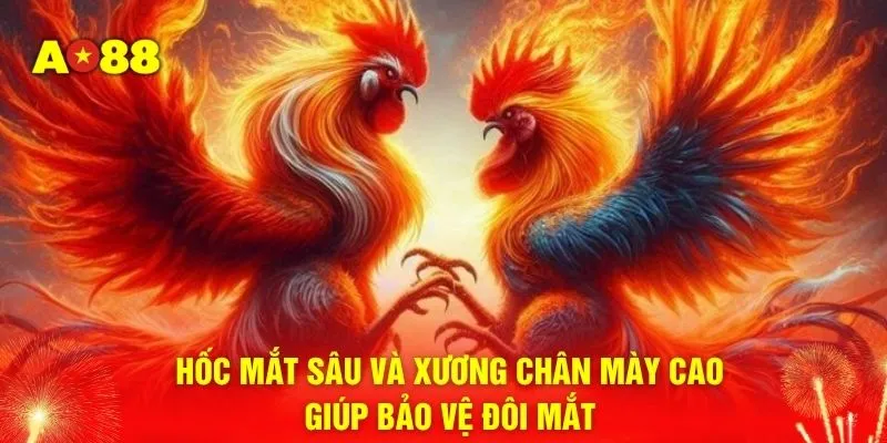Hốc mắt sâu và xương chân mày cao giúp bảo vệ đôi mắt