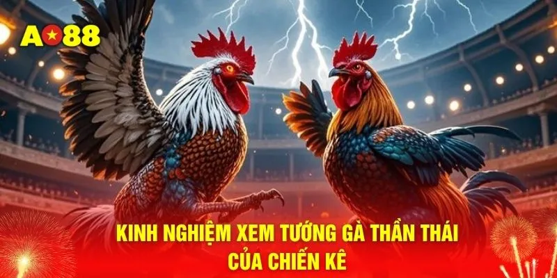 Kinh nghiệm xem tướng gà thần thái của chiến kê